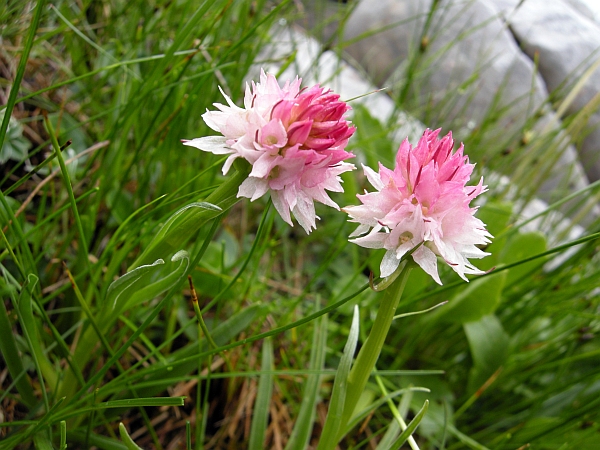 Nigritella widderi